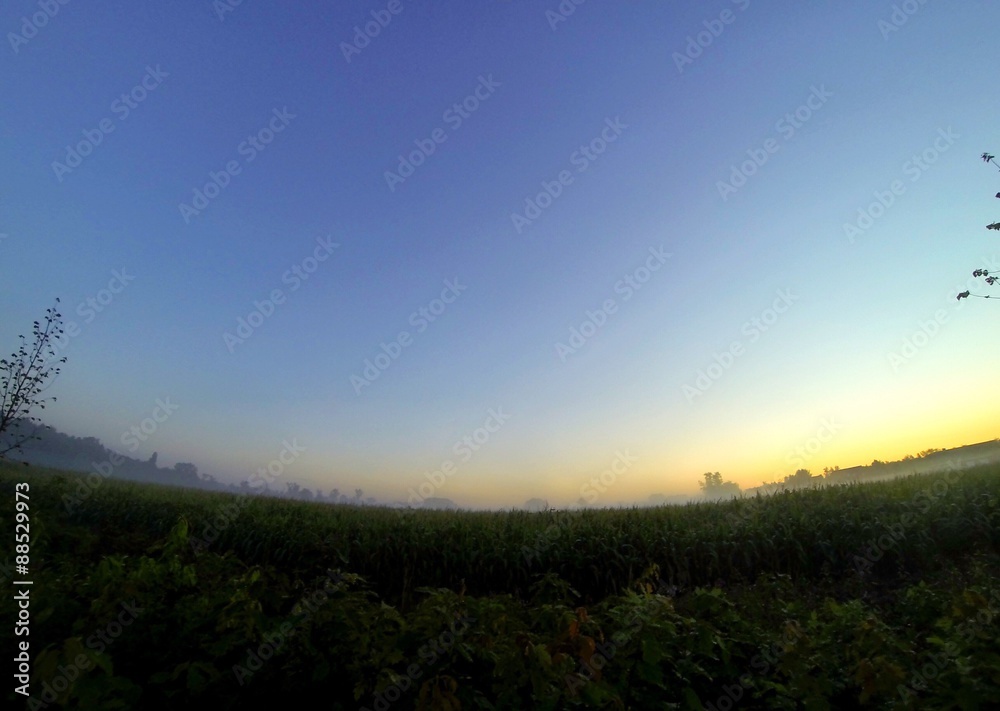 misty morning over a corn field