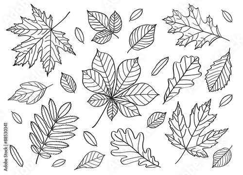 A big set of images of leaves of different trees. Hand drawing. Black and white image. Sketch, design elements. Vector.
