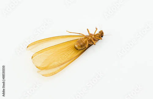 brown winged termite (alate) isolated on white background.
