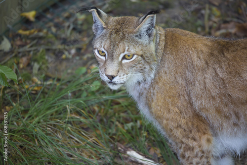 Lynx Boréal © Jean-Paul Comparin