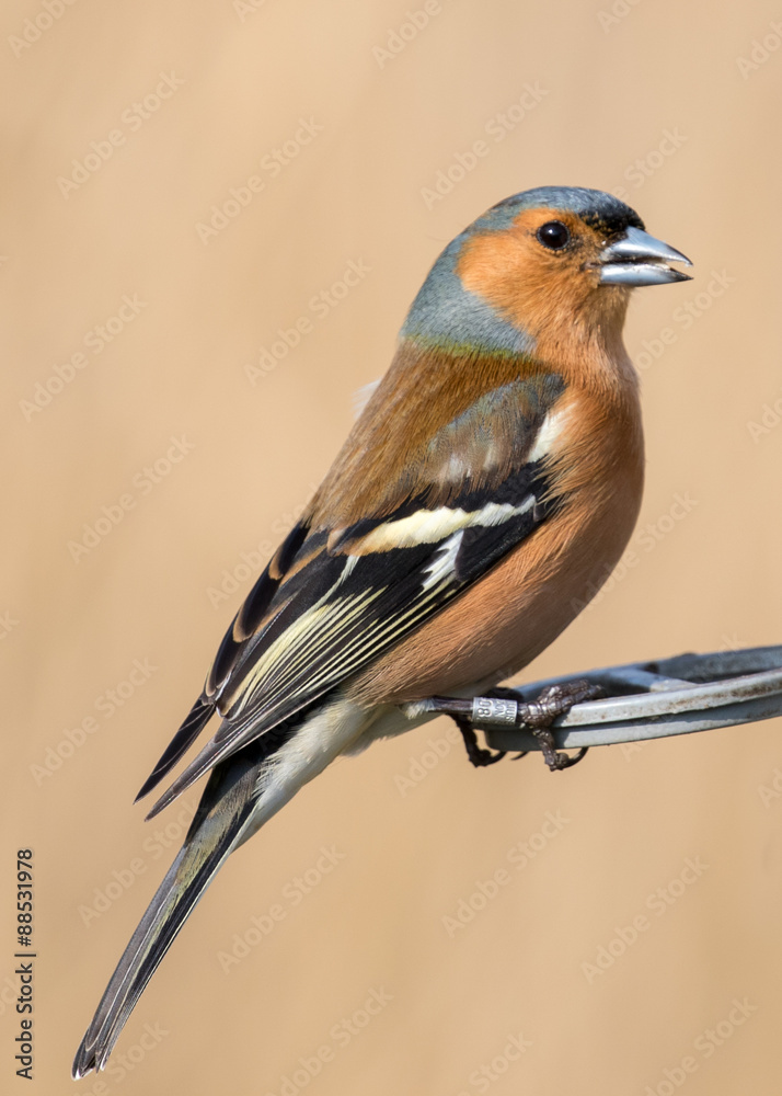Fototapeta premium Male Chaffing on a perch
