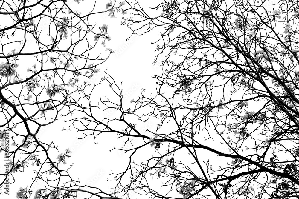 Obraz premium Leafless tree branch, black and white tone background.