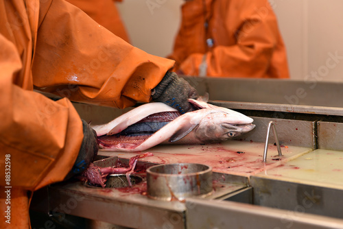 salmon fishing season, fishing processing plant
