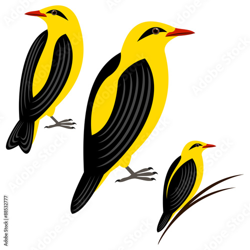 Oriole