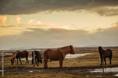Icelandic horses © f11photo