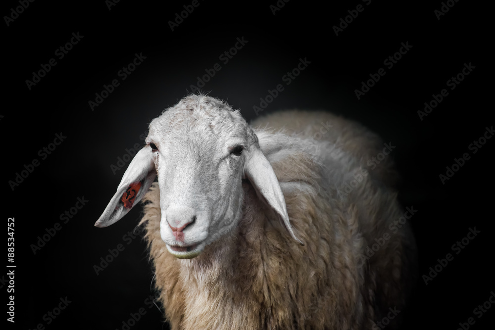 Obraz premium Sheep portrait on black background.