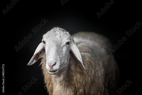 Sheep portrait on black background.