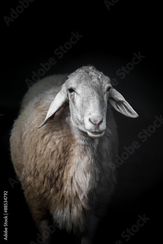 Sheep portrait on black background.