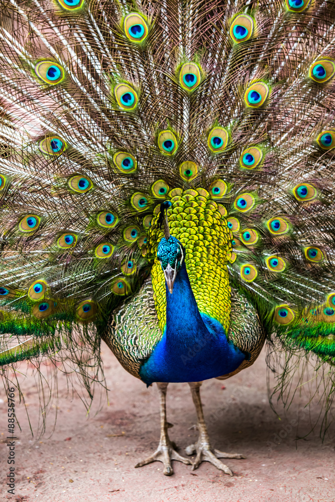 Naklejka premium Peacock with feathers out.