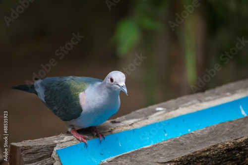 Grey bird  on a timber. © pojvistaimage