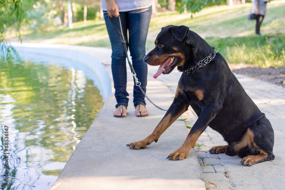 Dog walking in the park with the owner Dog walking in the park with the owner