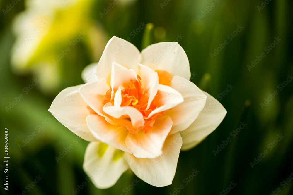 Fototapeta premium narcissus