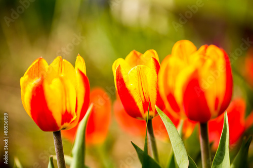 Tulipa