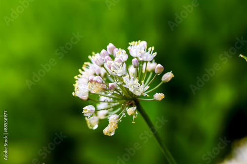 allium flowers