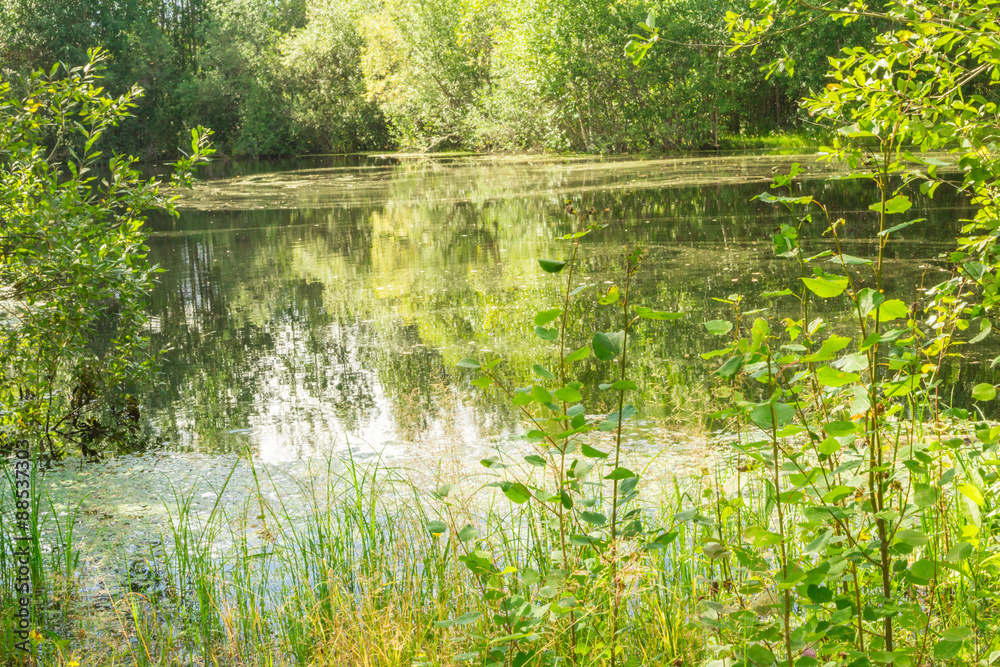 Forest Lake Forest Lake
