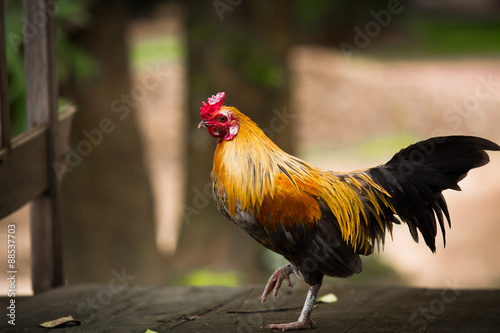 Colorful rooster standing on the ground. © pojvistaimage