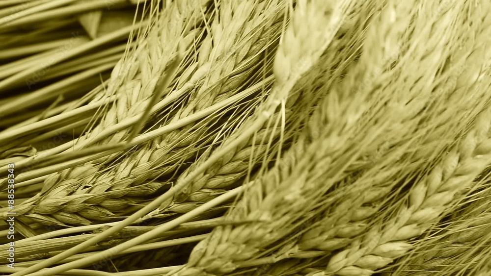 still life with wheat and barley, shot with slider,color shade still life with wheat and barley, shot with slider,color shade