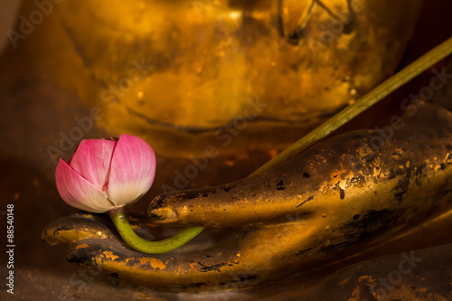Lotus on hand buddha statue.