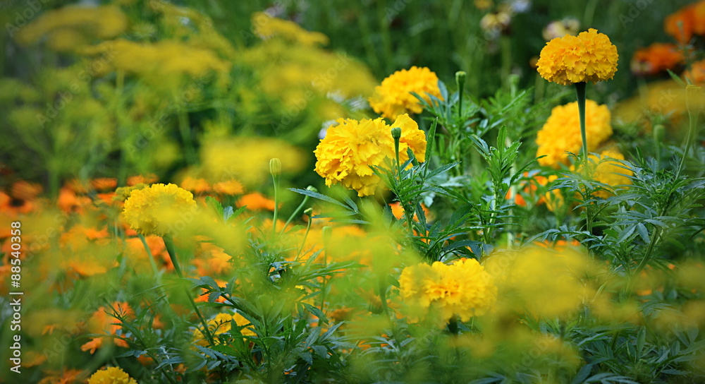 Obraz premium jardin fleuri