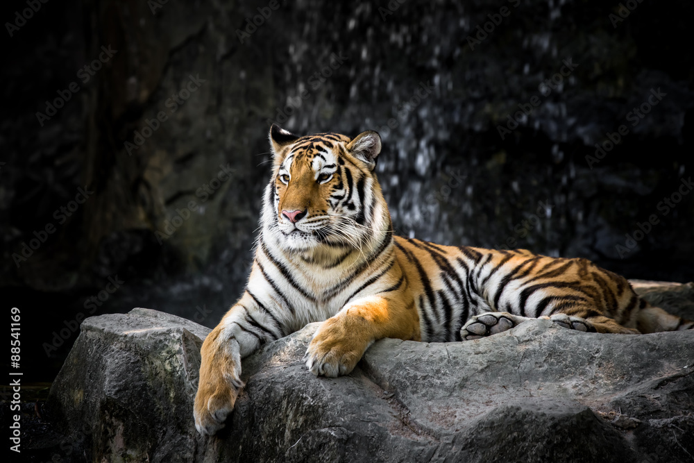 Obraz premium Bengal tiger