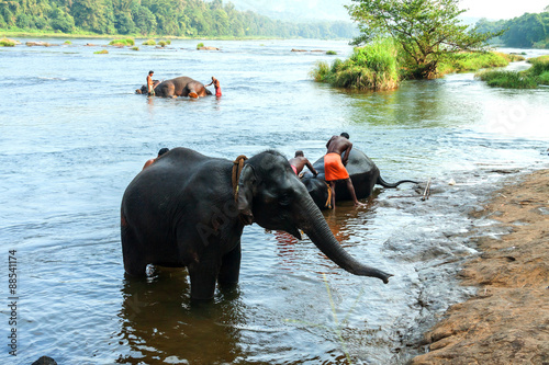 Mahouts bathing Elephants in river