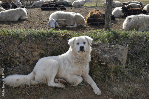 Pastore Maremmano-Abruzzese