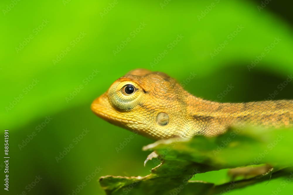 Obraz premium Iguana on a nature background.