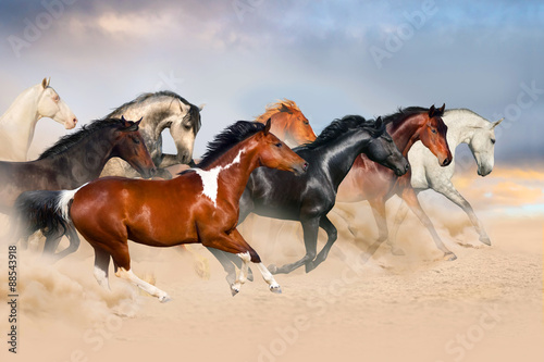 Fototapeta Naklejka Na Ścianę i Meble -  Horse herd run gallop in desert at sunset