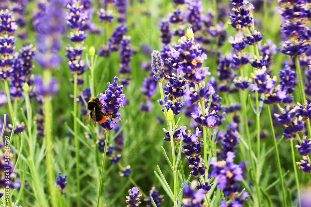 Branches of flowering lavender Branches of flowering lavender