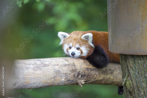 Fototapeta Naklejka Na Ścianę i Meble -  Le Renard de Feu