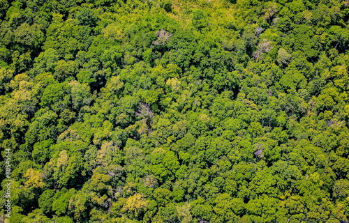 Aerial view of the forest photo