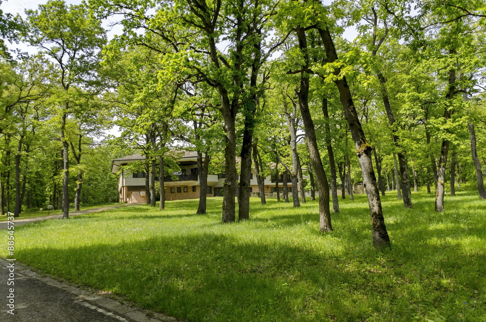 Panorama of a path through a lush green summer forest, Ludogorie, Bulgaria   