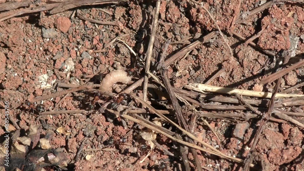 Ants are pulling larva flies in the anthill Ants are pulling larva flies in the anthill