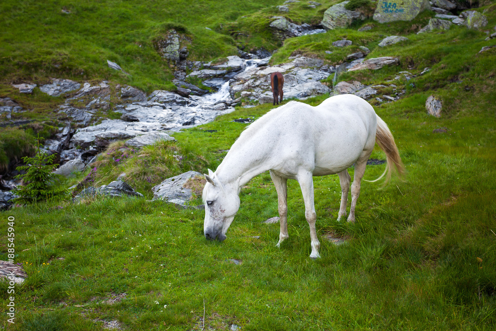 Fototapeta premium Wild white horse feeding on Fagaras mountain, Romania