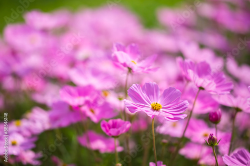 Beautiful pink flowers in the garden.