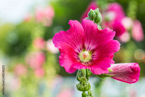 Beautiful pink flowers in the garden.