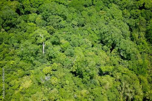 Aerial view of the forest photo