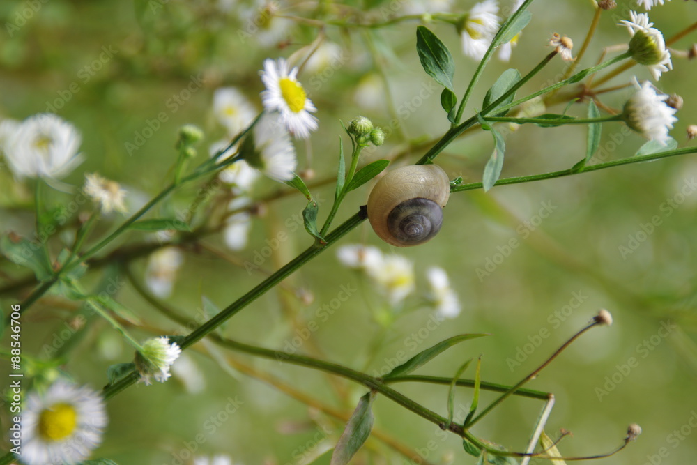 Gänseblümchen mit Schnecke Gänseblümchen mit Schnecke