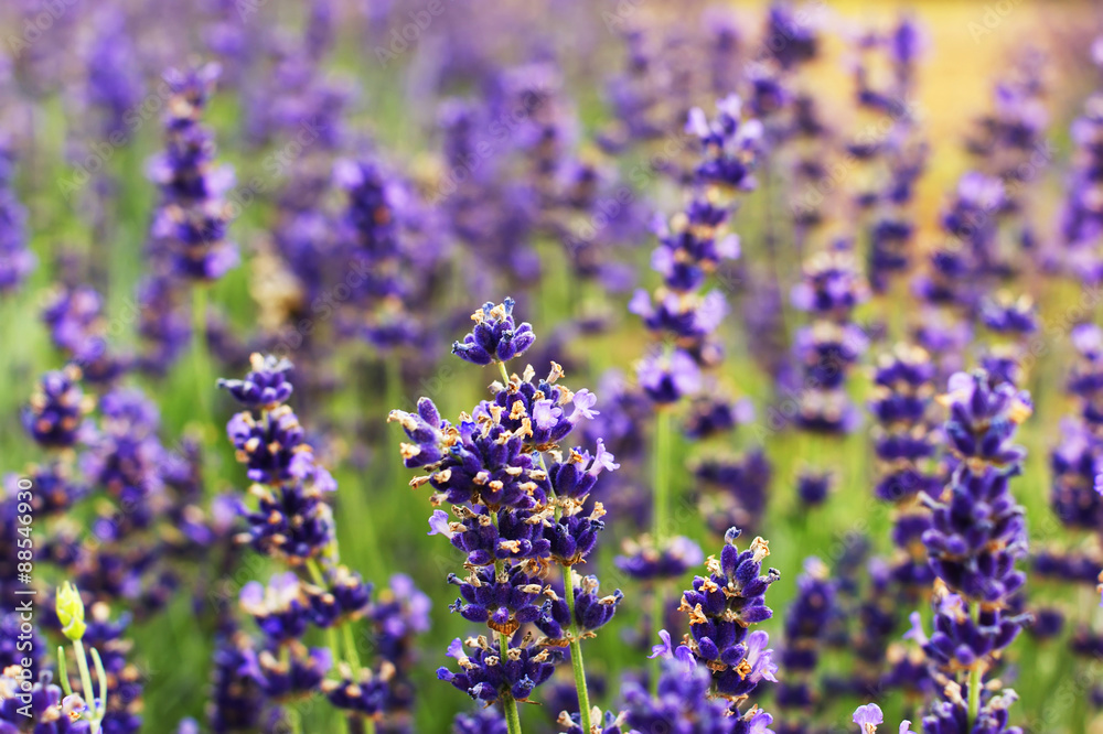 Fototapeta premium Branches of flowering lavender