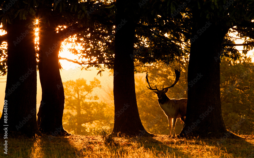 Obraz premium Fallow deer buck silhouetted by the morning sunrise