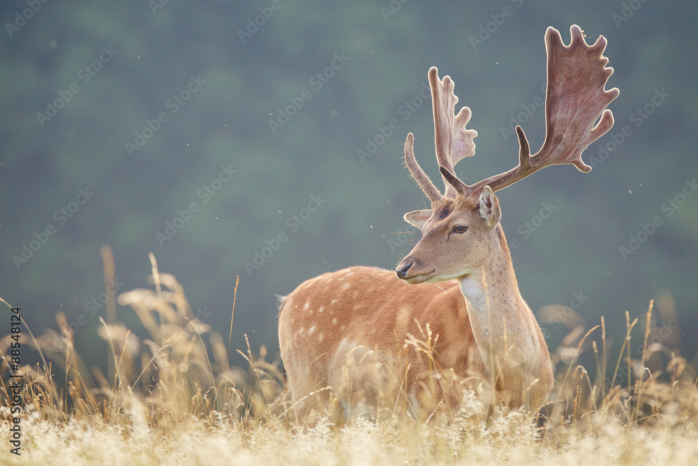 Naklejka premium Fallow deer buck in the summer