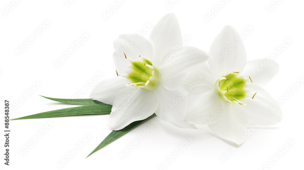 Obraz premium White flowers