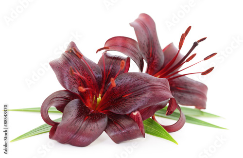 Fototapeta Naklejka Na Ścianę i Meble -  Red lilies.