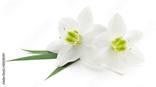 Fototapeta Naklejka Na Ścianę i Meble -  White flowers