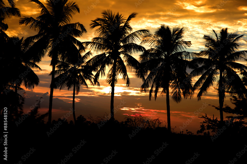 Obraz premium Coconut trees against sun set background