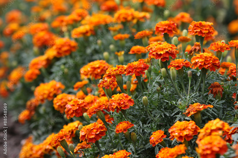 Marigolds Marigolds