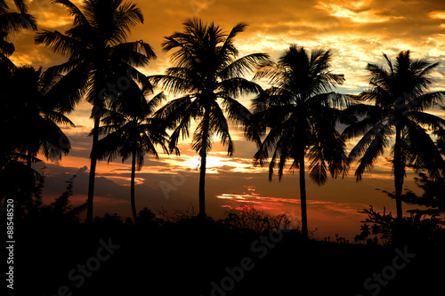 Coconut trees against sun set background