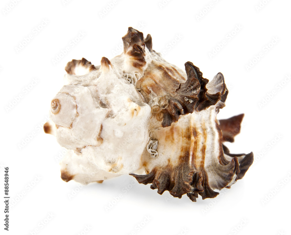 cockleshell cockleshell