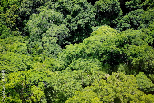 Aerial view of the forest