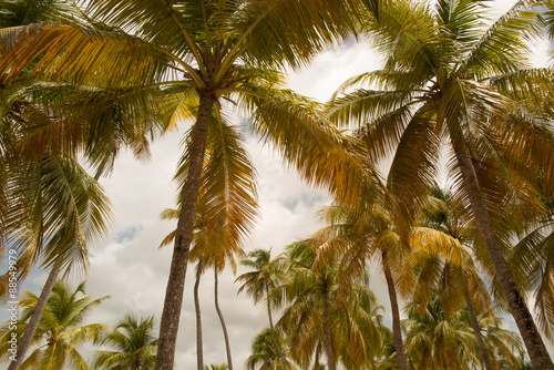 Palm trees against cloudy  sky. © OceanProd